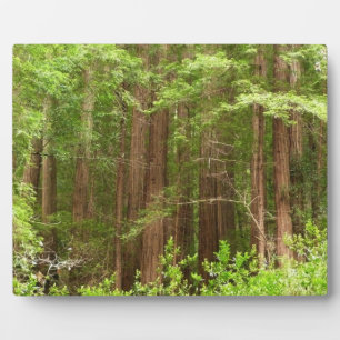 Redwood Trees at Muir Woods National Monument Fotoplatte