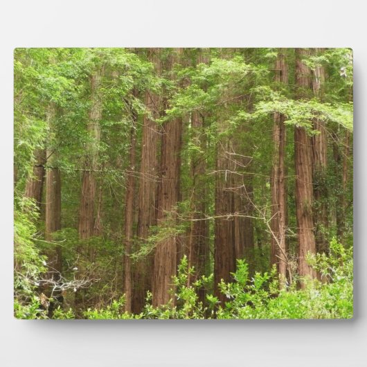 Redwood Trees at Muir Woods National Monument Fotoplatte (Vorderseite)