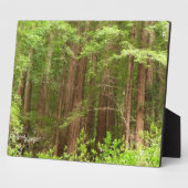 Redwood Trees at Muir Woods National Monument Fotoplatte (Seite)