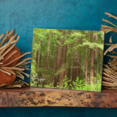 Redwood Trees at Muir Woods National Monument Fotoplatte (Seite)