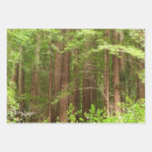 Redwood Trees at Muir Woods National Monument Geschenkpapier Set (Vorderseite 2)