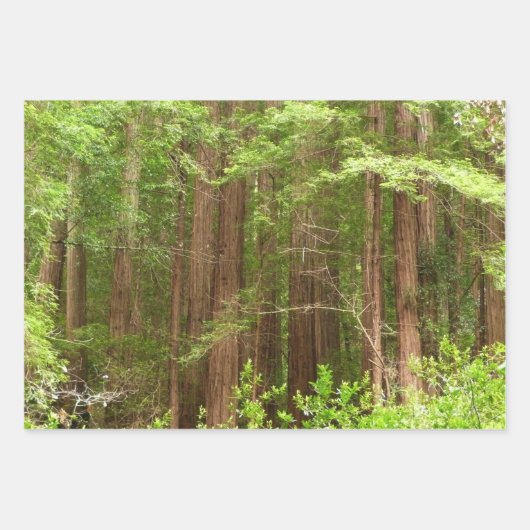 Redwood Trees at Muir Woods National Monument Geschenkpapier Set (Vorderseite)
