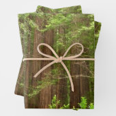Redwood Trees at Muir Woods National Monument Geschenkpapier Set (Beispiel)