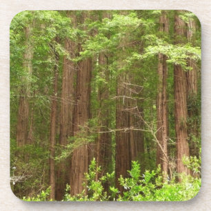 Redwood Trees at Muir Woods National Monument Getränkeuntersetzer
