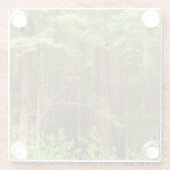 Redwood Trees at Muir Woods National Monument Glasuntersetzer (Rückseite)