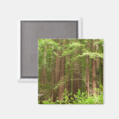 Redwood Trees at Muir Woods National Monument Magnet (Vorderseite/Rückseite)