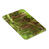 Redwood Trees at Muir Woods National Monument Magnet (Rechte Seite)