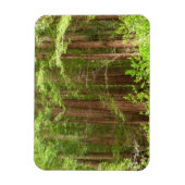 Redwood Trees at Muir Woods National Monument Magnet (Vertikal)