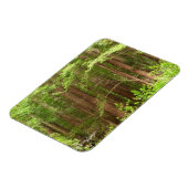 Redwood Trees at Muir Woods National Monument Magnet (Linke Seite)