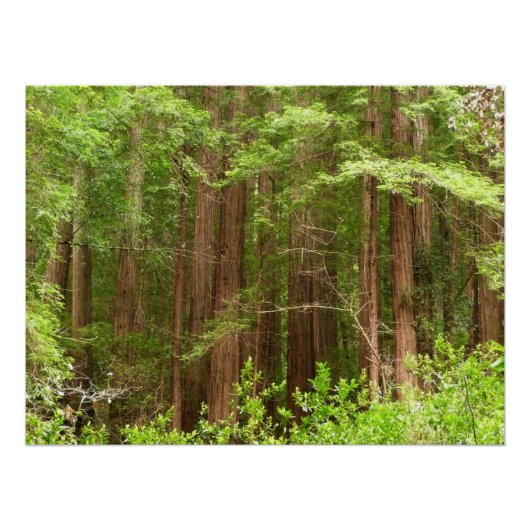 Redwood Trees at Muir Woods National Monument Poster (Vorderseite)