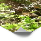 Redwood Trees at Muir Woods National Monument Poster (Ecke)