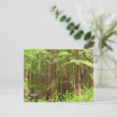 Redwood Trees at Muir Woods National Monument Postkarte (Stehend Vorderseite)