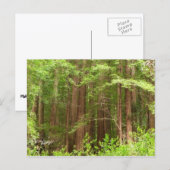 Redwood Trees at Muir Woods National Monument Postkarte (Vorne/Hinten)