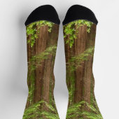 Redwood Trees at Muir Woods National Monument Socken (Oben)