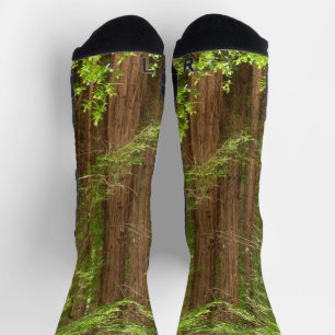 Redwood Trees at Muir Woods National Monument Socken