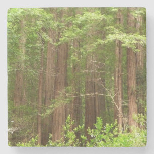 Redwood Trees at Muir Woods National Monument Steinuntersetzer