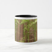 Redwood Trees at Muir Woods National Monument Tasse (Zentrum)
