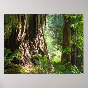 Redwood Trees Forest Art druckt Big Redwoods Poster