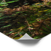 Redwood Trees Forest Art druckt Big Redwoods Poster (Ecke)