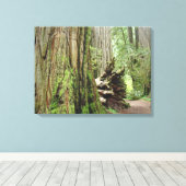 Redwood Trees Forest Leinwand Fotodrucke (Insitu (Holzboden))