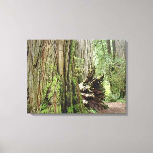 Redwood Trees Forest Leinwand Fotodrucke (Vorderseite)