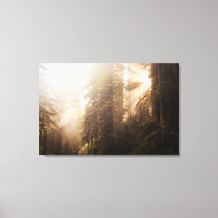 Redwood Trees in Morning Fog mit Sonnenstrahlen Leinwanddruck