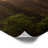 Redwood Trees in Morning Fog mit Sonnenstrahlen Poster (Ecke)