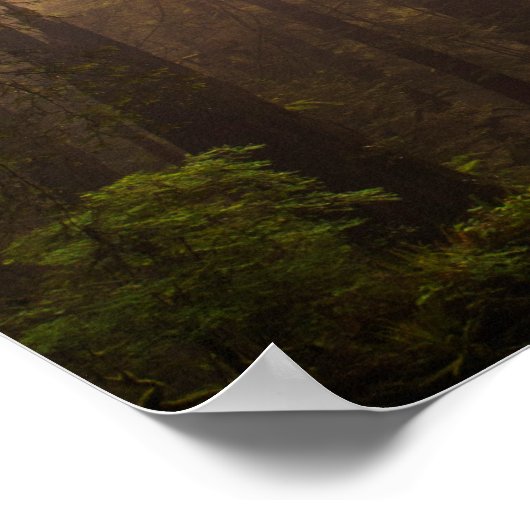 Redwood Trees in Morning Fog mit Sonnenstrahlen Poster (Ecke)