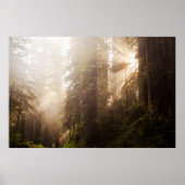 Redwood Trees in Morning Fog mit Sonnenstrahlen Poster (Vorne)