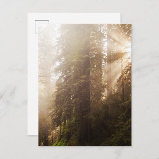 Redwood Trees in Morning Fog mit Sonnenstrahlen Postkarte (Vorne/Hinten)