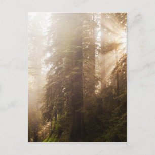 Redwood Trees in Morning Fog mit Sonnenstrahlen Postkarte