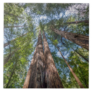 Redwood Trees Marin Landkreis, Kalifornien Fliese