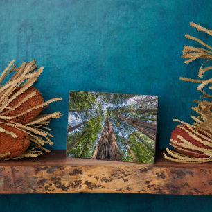 Redwood Trees   Marin Landkreis, Kalifornien Fotoplatte