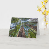 Redwood Trees | Marin Landkreis, Kalifornien Karte (Gelbe Blume)