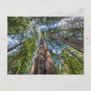 Redwood Trees   Marin Landkreis, Kalifornien Postkarte