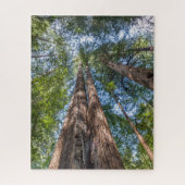 Redwood Trees | Marin Landkreis, Kalifornien Puzzle (Vertikal)