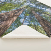 Redwood Trees | Marin Landkreis, Kalifornien Sherpadecke (3/4)