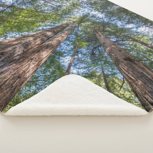 Redwood Trees | Marin Landkreis, Kalifornien Sherpadecke (3/4)