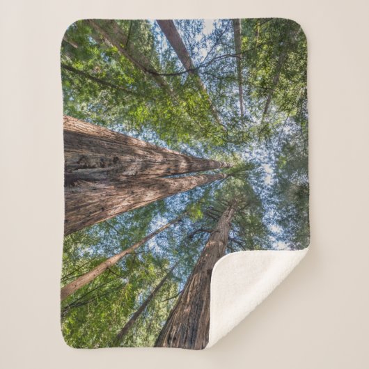 Redwood Trees | Marin Landkreis, Kalifornien Sherpadecke (Vorderseite)