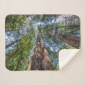 Redwood Trees | Marin Landkreis, Kalifornien Sherpadecke (Vorderseite (Horizontal))