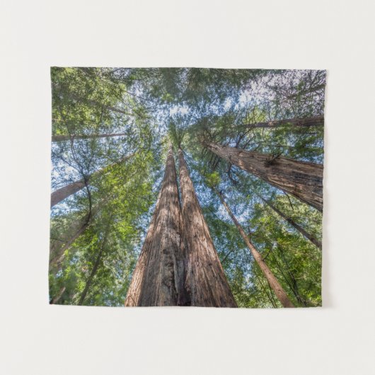 Redwood Trees | Marin Landkreis, Kalifornien Wandteppich (Vorderseite (Horizontal))