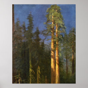 Redwood Trees Poster