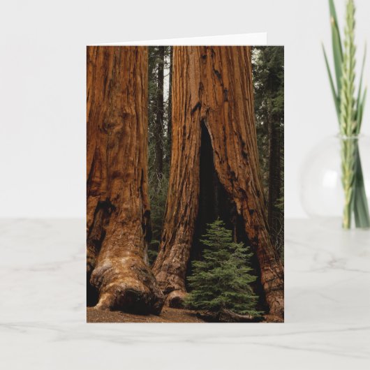 Redwood Trees, Sequoia National Park. Karte (Vorderseite)