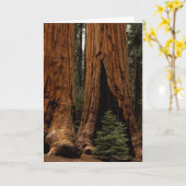 Redwood Trees, Sequoia National Park. Karte (Gelbe Blume)