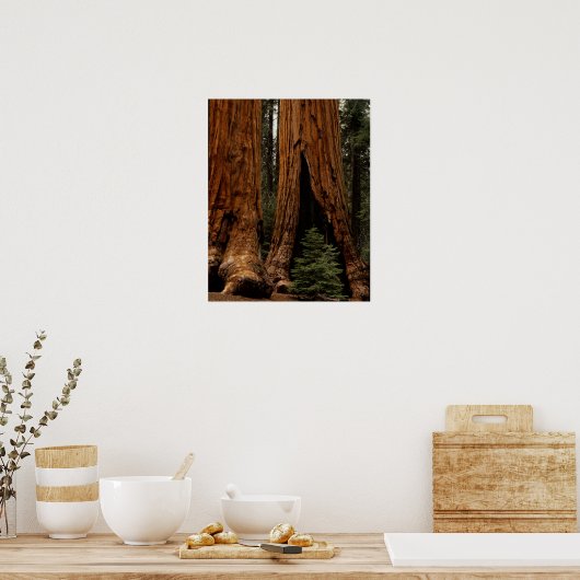 Redwood Trees, Sequoia National Park. Poster (Küche)