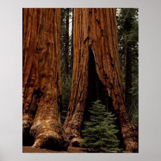 Redwood Trees, Sequoia National Park. Poster (Vorne)