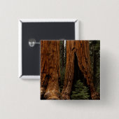 Redwood Trees, Sequoia Nationalpark. Button (Vorne & Hinten)