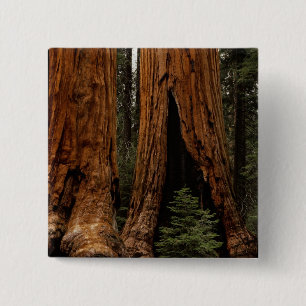 Redwood Trees, Sequoia Nationalpark. Button