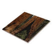 Redwood Trees, Sequoia Nationalpark. Fliese (Seite)