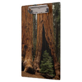 Redwood Trees, Sequoia Nationalpark. Klemmbrett (Links)